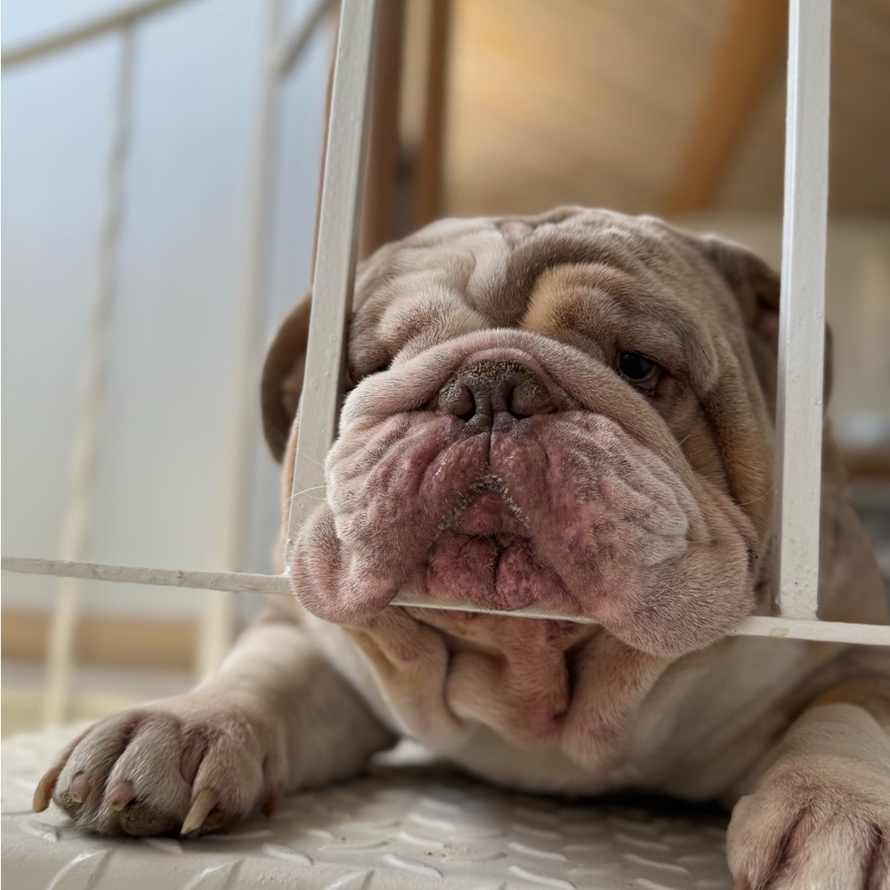 Meet THE real Brody19 aka Laurie Who now has a puppy called Romeo 🐾🐾